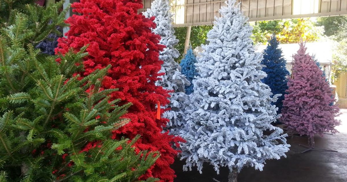 Árboles de navidad naturales, pero de colores - WAPA.tv - Noticias - Videos