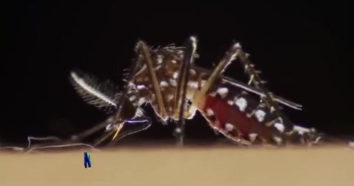 Amenaza de dengue en Puerto Rico WAPA.tv Noticias Videos